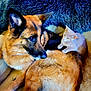 dog, cat, german_shepherd, pet, animal, furry, resting, indoor, blanket, companion, cute, friendship, relaxed, fur, mammal, domestic_animal, laying, cozy, blue_blanket, comfort