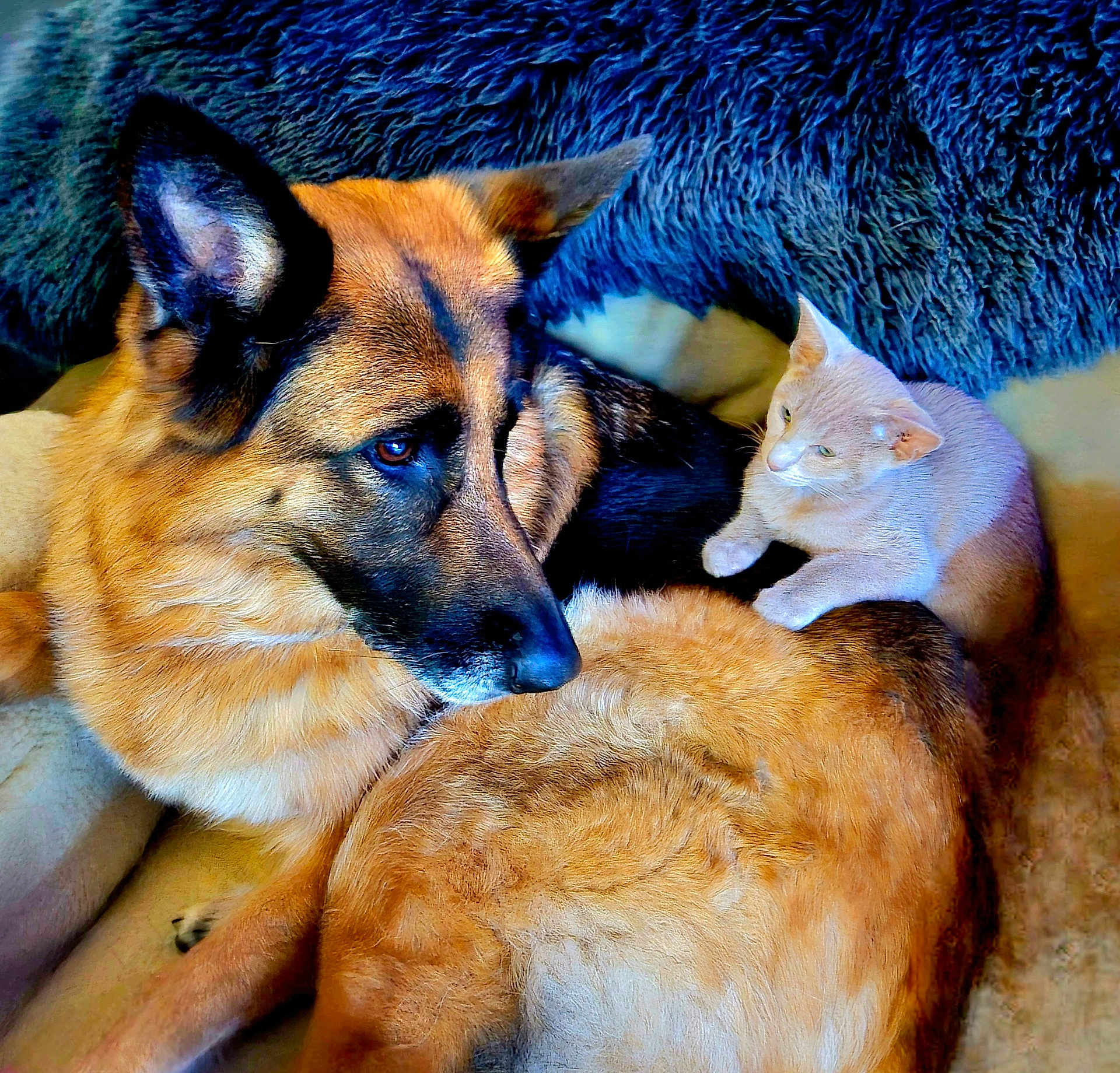 Kai joined the competition — help win amazing prizes! dog, cat, german_shepherd, pet, animal, furry, resting, indoor, blanket, companion, cute, friendship, relaxed, fur, mammal, domestic_animal, laying, cozy, blue_blanket, comfort