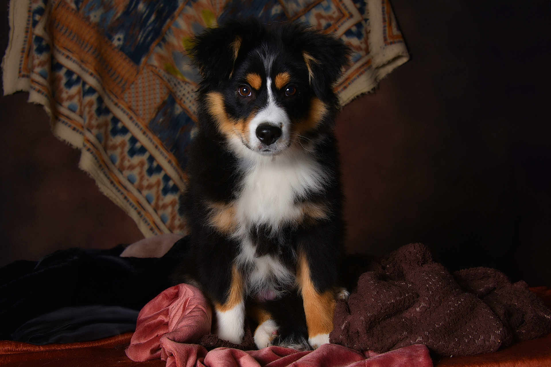 Milo participe au concours pour gagner de l'argent avec cette photo : puppy, dog, portrait, studio, tricolor, black_fur, white_chest, brown_markings, fluffy, eyes, face, sitting, blanket, textile, patterned_background, cozy, indoors, soft_lighting, pet, gaze