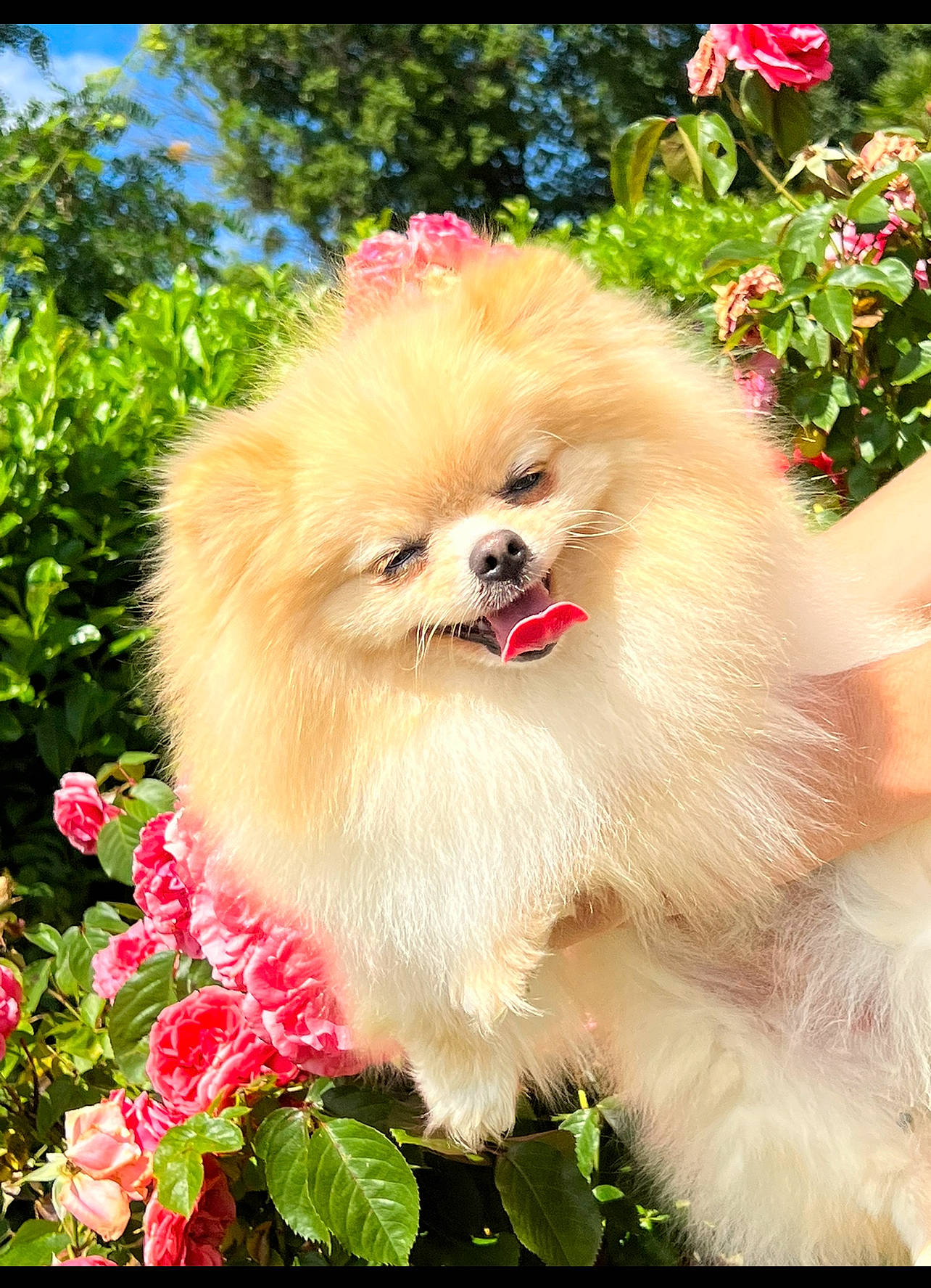 Punky participe au concours pour gagner de l'argent avec cette photo : canidae, carnivore, companion_dog, dog, dog_breed, fawn, flower, fur, german_spitz, german_spitz_klein, german_spitz_mittel, grass, happy, plant, pomeranian, snout, spitz, sporting_group, toy_dog, tree