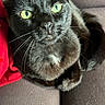 black_cat, cat, pet, animal, green_eyes, whiskers, fur, relaxed, couch, furniture, red_fabric, indoor, close_up, mammal, cute, domestic_cat, sitting, looking_up, cozy, texture