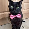 black_cat, cat, bow_tie, pet, indoor, tile_floor, wooden_cabinet, green_eyes, feline, animal, domestic_cat, cute, sitting, looking_at_camera, portrait, whiskers, floor, fur, pink_accessory, pet_accessory
