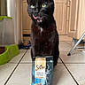 Tit Black a rejoint le concours — aidez-le/la à gagner de superbes lots ! black_cat, cat, pet_food, cat_food, sheba, kitchen, tile_floor, cabinet, green_eyes, tongue_out, pet_bowl, trash_can, domestic, indoor, floor, animal, feline, food_package, waiting, cute