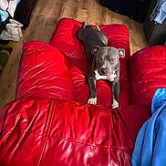 Goofy joined the competition — help win amazing prizes! dog, recliner, red_leather, indoor, wooden_floor, relaxed, pet, furniture, napping, gray_dog, white_paws, household, blanket, clothing, casual, cozy, resting, domestic, comfort, leisure