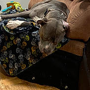 Goofy joined the competition — help win amazing prizes! animal, blanket, brown_furniture, canine, collar, companion, couch, cozy, dog, domestic_animal, furniture, home, indoor, pet, relaxed, resting, skull_pattern, sleeping, toy, wood_floor