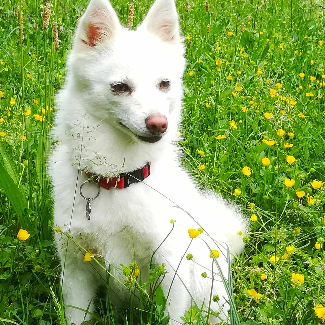 Arya