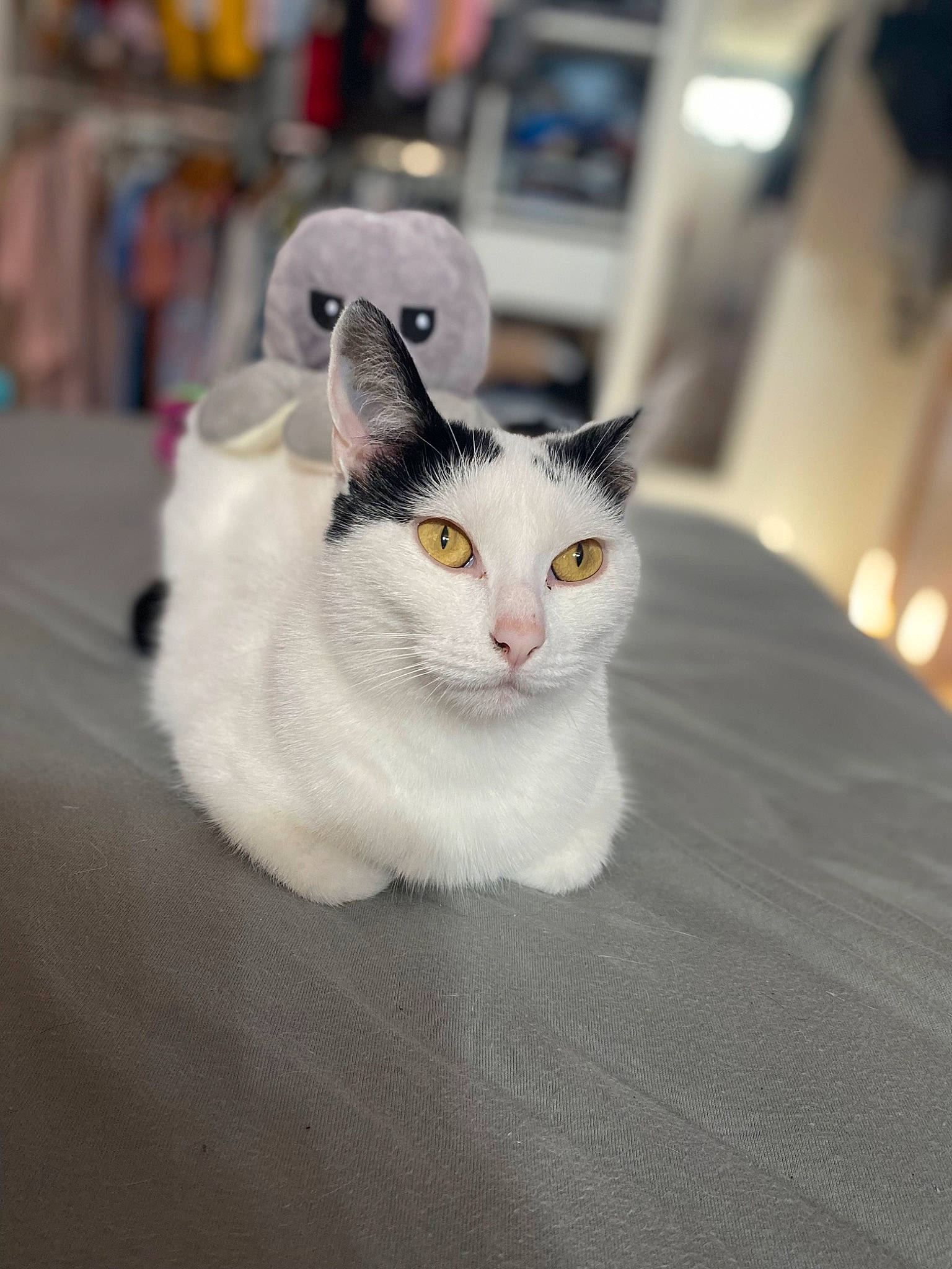 E.t participe au concours pour gagner de l'argent avec cette photo : carnivore, cat, domestic_short_haired_cat, felidae, flooring, fur, grey, monochrome_photography, small_to_medium_sized_cats, snout, whiskers