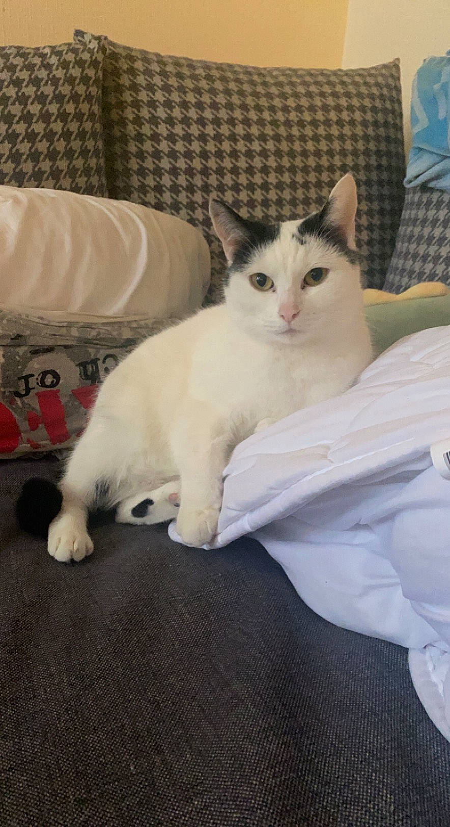 E.t a rejoint le concours — aidez-le/la à gagner de superbes lots ! carnivore, cat, comfort, domestic_short_haired_cat, fang, fawn, felidae, flooring, fur, linens, paw, sitting, small_to_medium_sized_cats, snout, tail, terrestrial_animal, whiskers