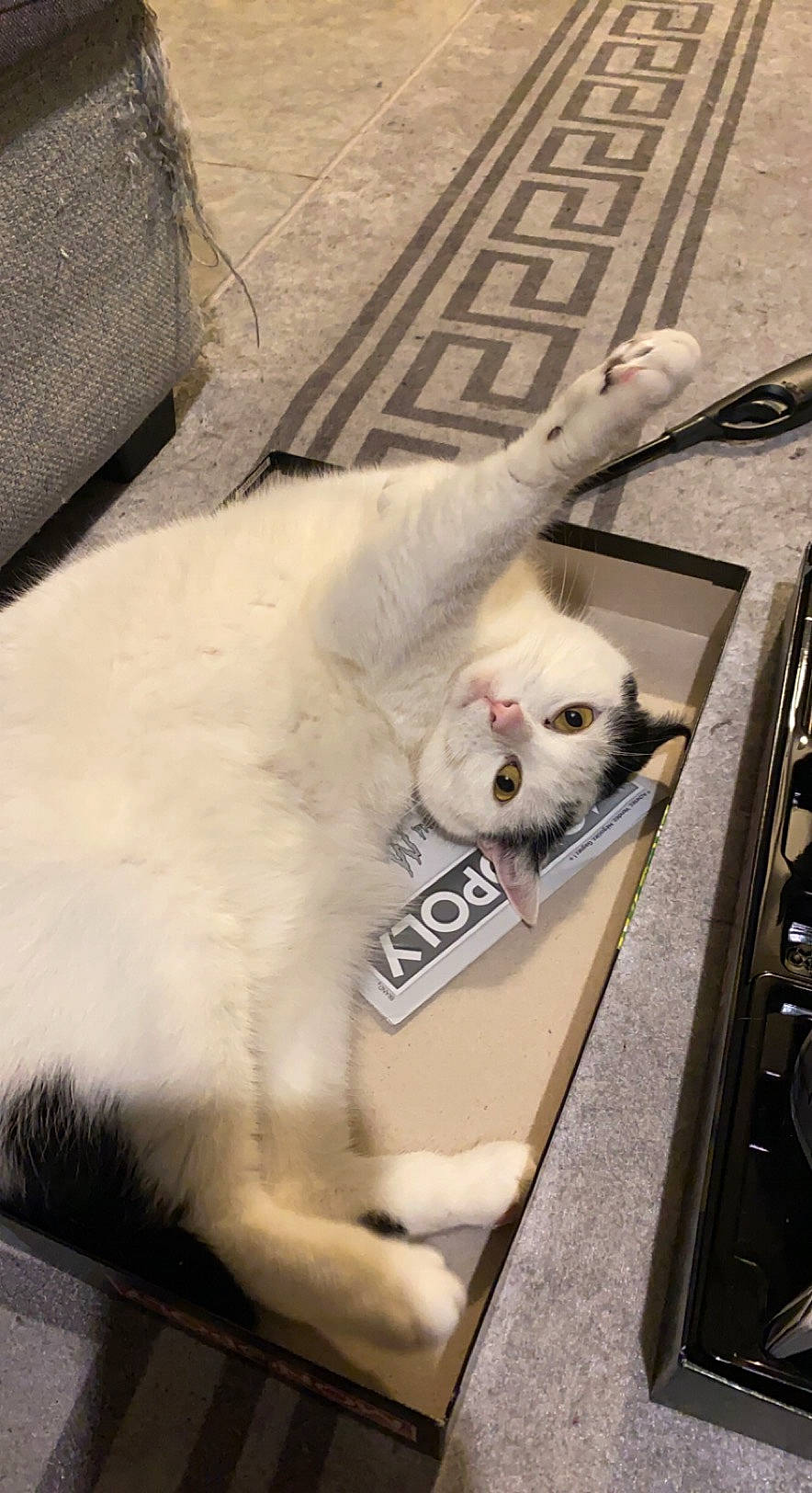 E.t participe au concours pour gagner de l'argent avec cette photo : canidae, carnivore, cat, companion_dog, dog_breed, fang, felidae, fur, gas, metal, paw, small_to_medium_sized_cats, tail, terrestrial_animal, thai, whiskers