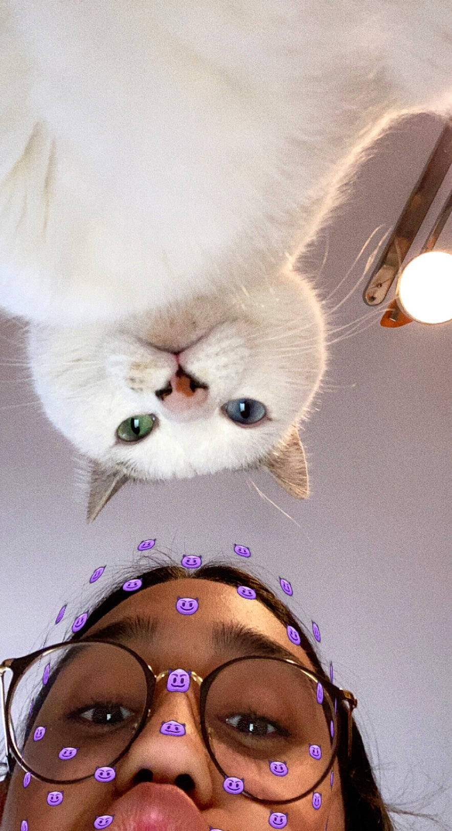 Titis a rejoint le concours — aidez-le/la à gagner de superbes lots ! carnivore, cat, ear, eye, eyelash, eyewear, fawn, feather, felidae, glasses, happy, human_body, iris, jaw, nose, small_to_medium_sized_cats, sunglasses, vision_care, whiskers, white