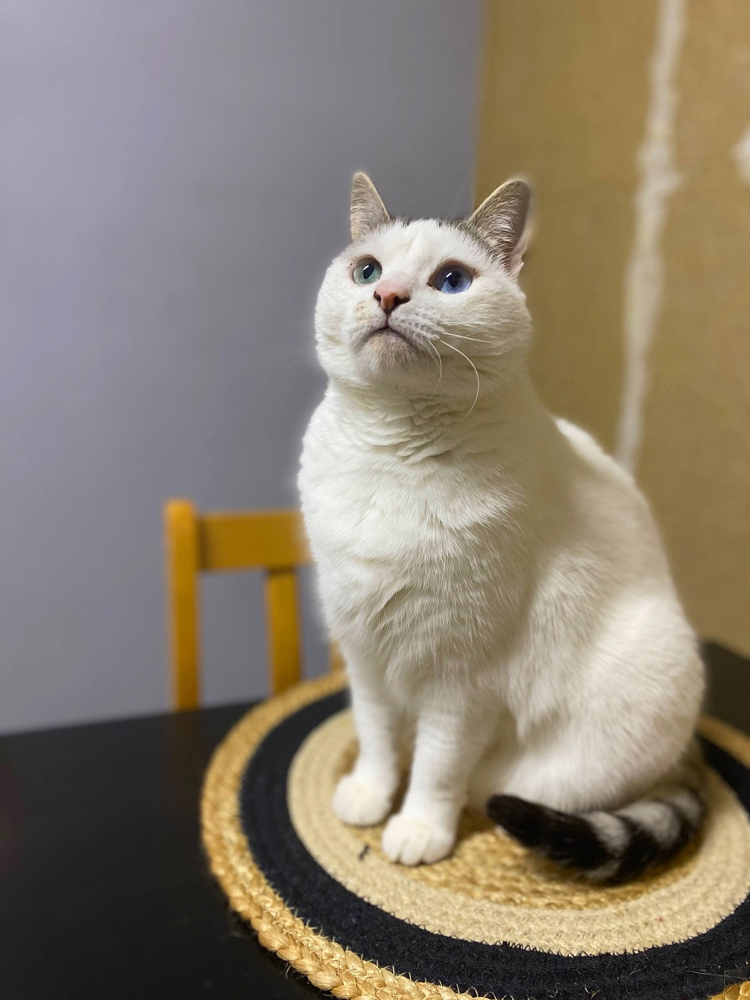 Titis a rejoint le concours — aidez-le/la à gagner de superbes lots ! art, carnivore, cat, domestic_short_haired_cat, eye, fawn, felidae, flooring, fur, paw, sitting, small_to_medium_sized_cats, tail, terrestrial_animal, whiskers, window, wood