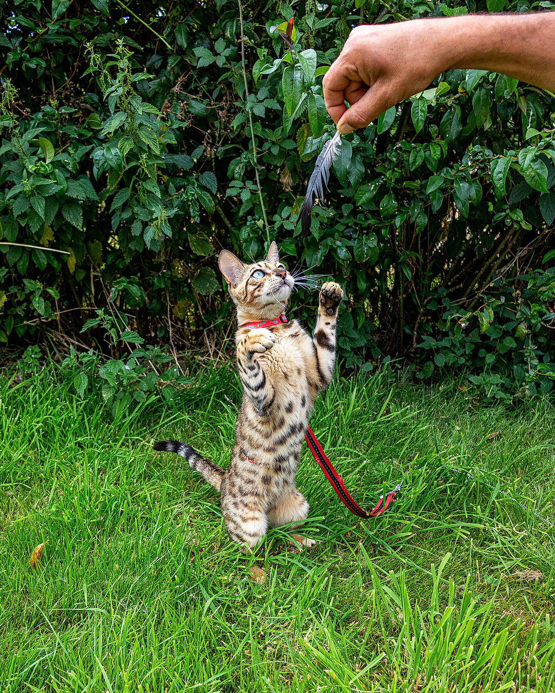 Perle a rejoint le concours — aidez-le/la à gagner de superbes lots ! bengal, big_cats, carnivore, cat, fawn, felidae, grass, kitten, leash, mammal, ocicat, organism, savannah, small_to_medium_sized_cats, tail, terrestrial_animal, toyger, tree, wild_cat, wildlife
