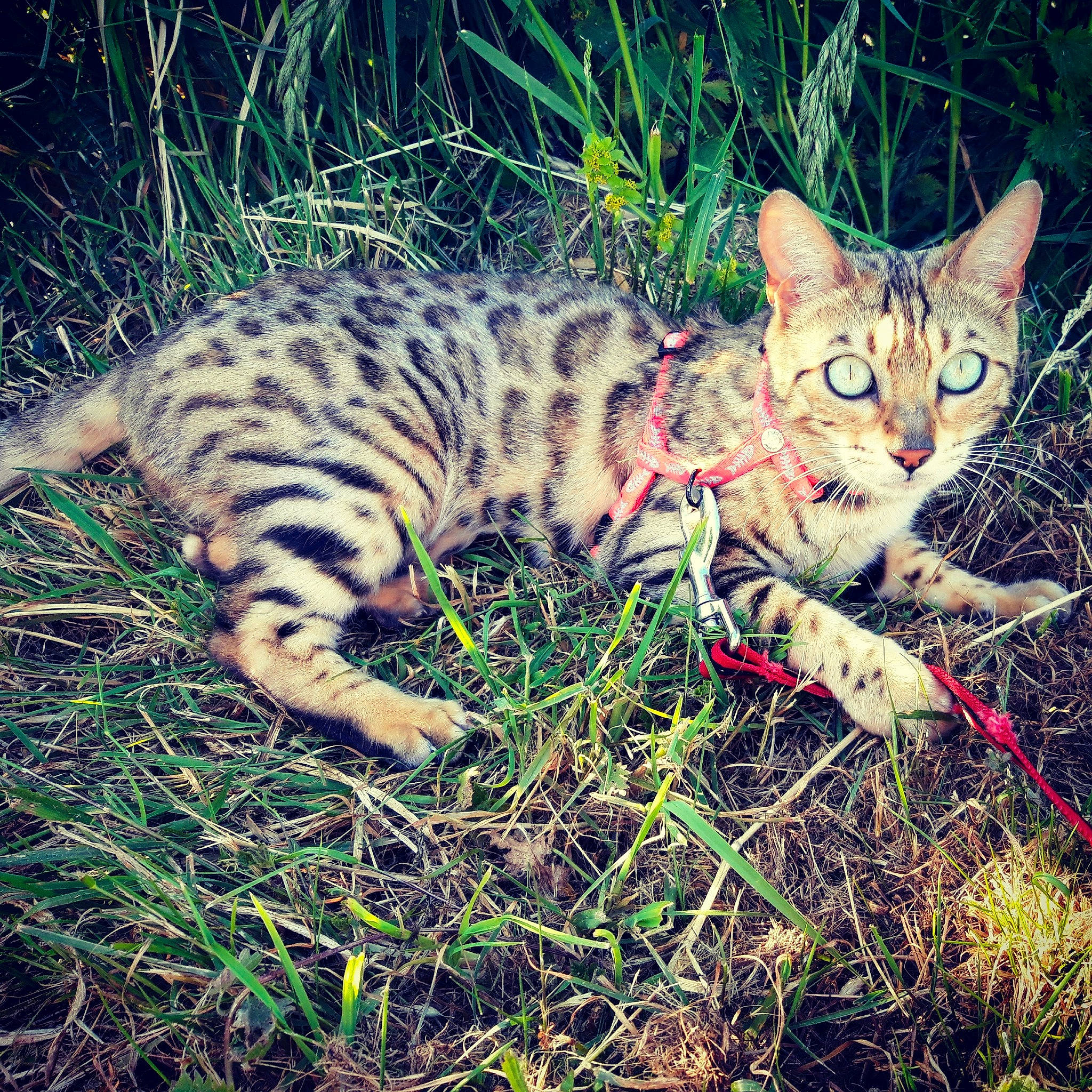 Perle a rejoint le concours — aidez-le/la à gagner de superbes lots ! asian, bengal, carnivore, cat, domestic_short_haired_cat, european_shorthair, felidae, grass, kitten, mammal, rusty_spotted_cat, small_to_medium_sized_cats, sokoke, tabby_cat, terrestrial_animal, toyger, vertebrate, whiskers, wild_cat, wildlife