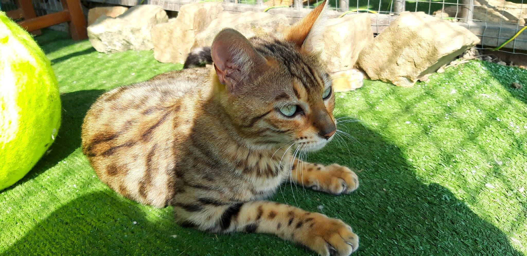 Perle a rejoint le concours — aidez-le/la à gagner de superbes lots ! asian, australian_mist, bengal, california_spangled, carnivore, cat, domestic_short_haired_cat, dragon_li, european_shorthair, felidae, grass, mammal, ocicat, pixie_bob, small_to_medium_sized_cats, tabby_cat, terrestrial_animal, toyger, vertebrate, whiskers