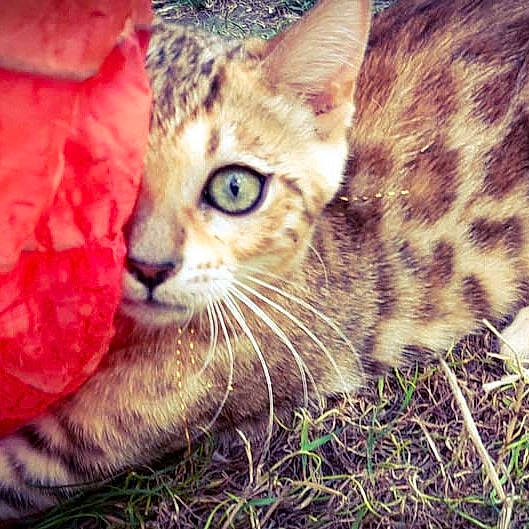 Perle Sauvage a rejoint le concours — aidez-le/la à gagner de superbes lots ! asian, bengal, california_spangled, carnivore, cat, domestic_short_haired_cat, egyptian_mau, european_shorthair, eye, felidae, grass, kitten, mammal, small_to_medium_sized_cats, snout, tabby_cat, vertebrate, whiskers, wild_cat, wildlife