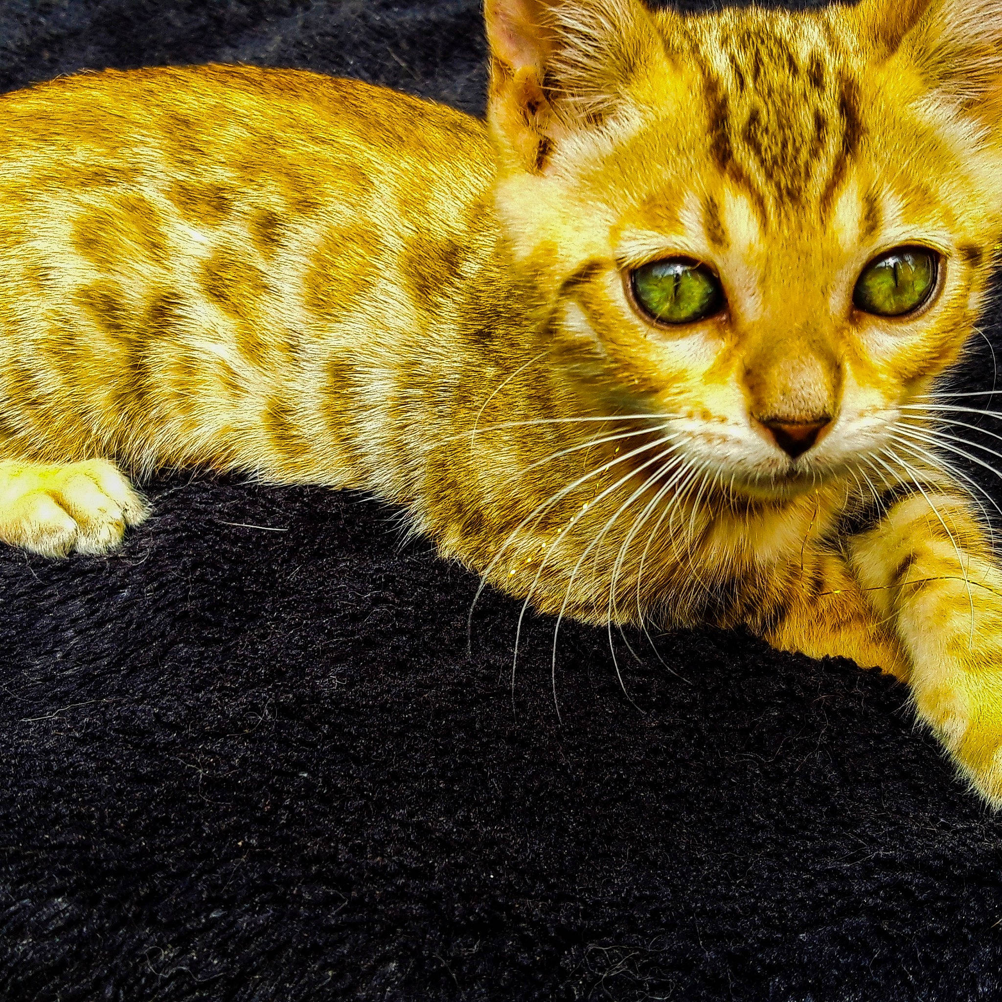 Perle Sauvage a rejoint le concours — aidez-le/la à gagner de superbes lots ! asian, australian_mist, bengal, carnivore, cat, domestic_short_haired_cat, dragon_li, european_shorthair, felidae, kitten, mammal, ocicat, rusty_spotted_cat, small_to_medium_sized_cats, snout, tabby_cat, toyger, vertebrate, whiskers, yellow