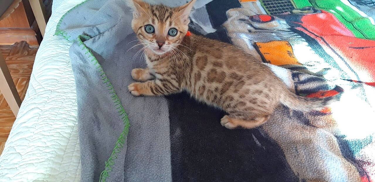 Pukhet De Wonderfullarche