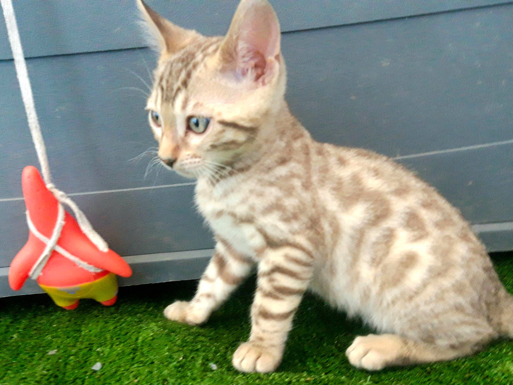 Rio De Wonderfullarche