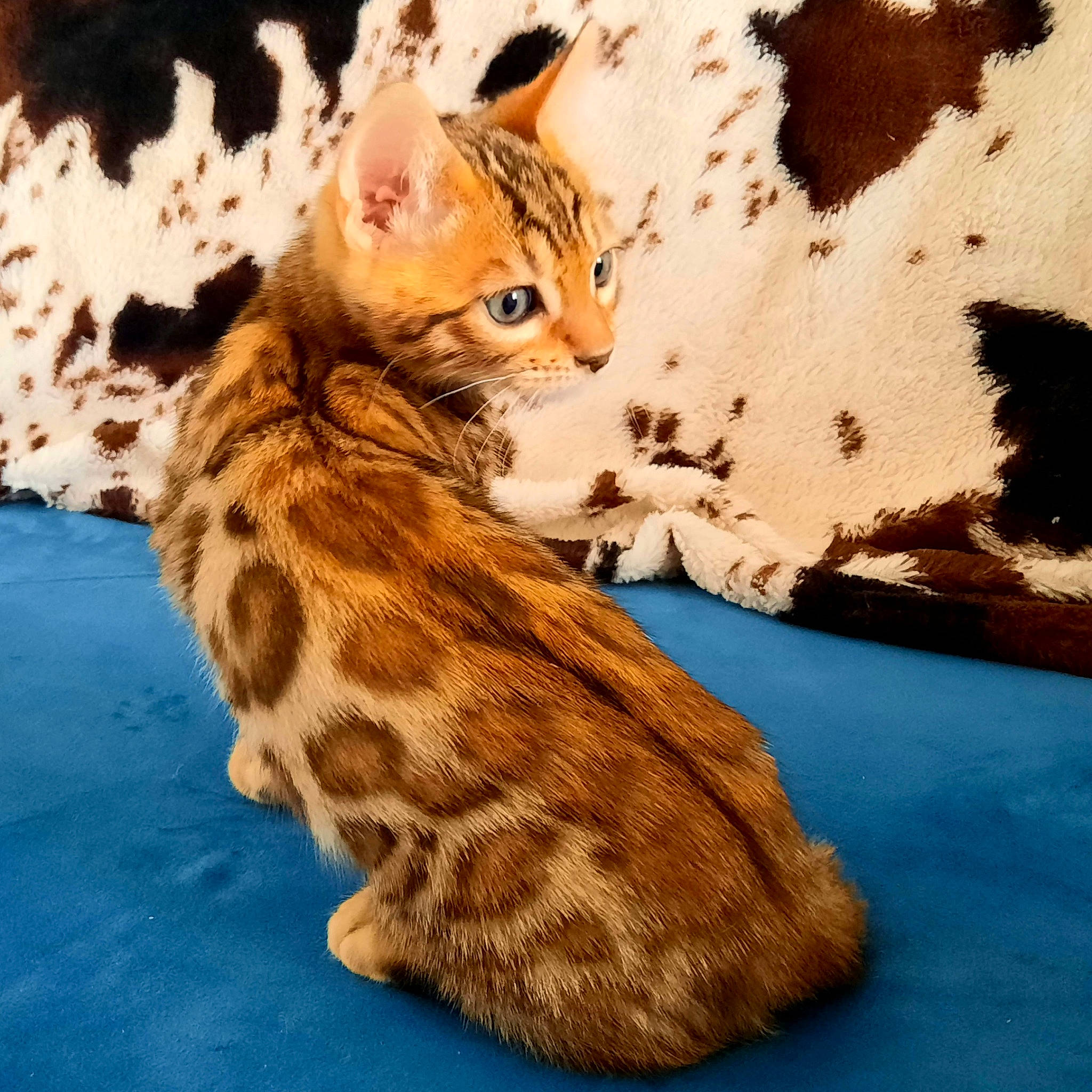 Ria a rejoint le concours — aidez-le/la à gagner de superbes lots ! carnivore, cat, claw, comfort, domestic_short_haired_cat, fawn, felidae, fur, organism, paw, sitting, small_to_medium_sized_cats, snout, tail, terrestrial_animal, whiskers, wildlife