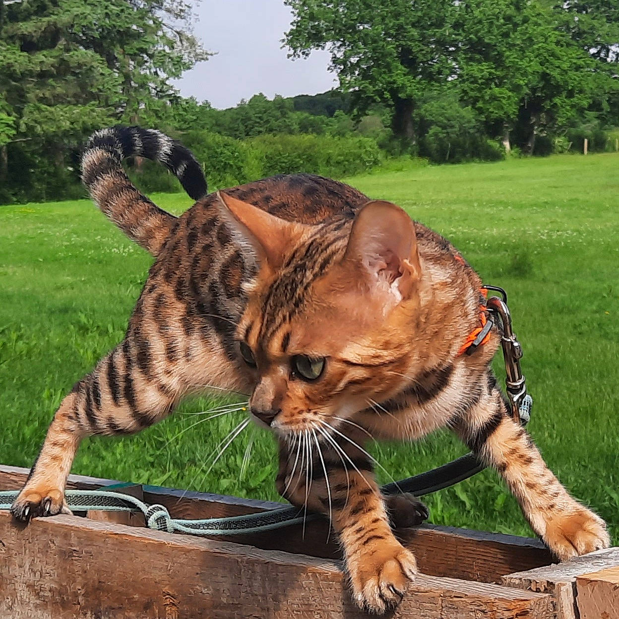 Ria participe au concours pour gagner de l'argent avec cette photo : bengal_tiger, big_cats, carnivore, eye, fawn, felidae, fur, grass, grassland, nature, plant, siberian_tiger, sky, small_to_medium_sized_cats, snout, terrestrial_animal, tiger, tree, whiskers, wildlife