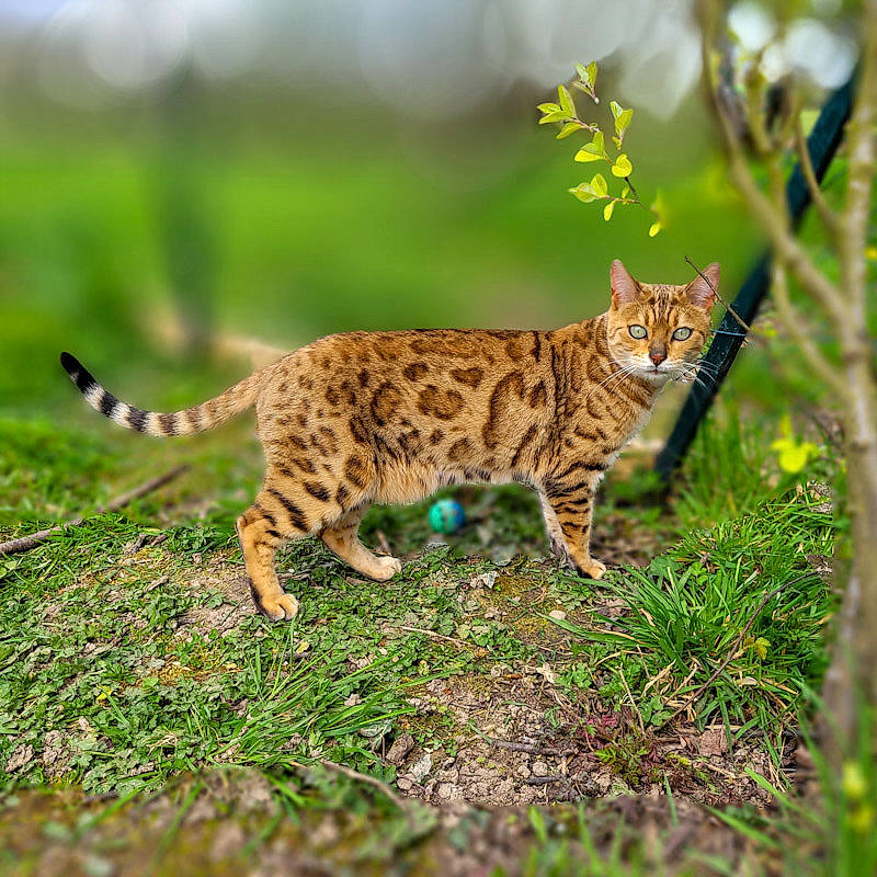 Ria participe au concours pour gagner de l'argent avec cette photo : adaptation, big_cats, carnivore, cat, ecoregion, fawn, felidae, fur, grass, grassland, landscape, lynx, plant, small_to_medium_sized_cats, snout, tail, terrestrial_animal, whiskers, wildlife, wood