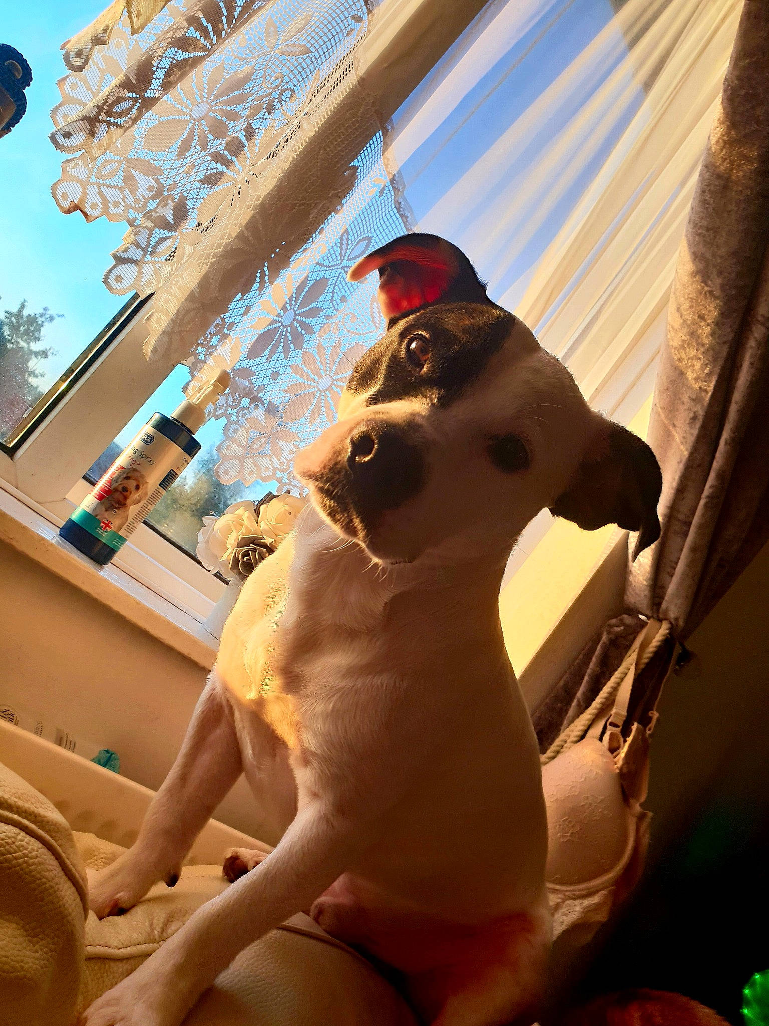 Milo joined the competition — help win amazing prizes! canidae, carnivore, dog, dog_breed, fawn, non_sporting_group, statue