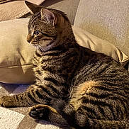 Gribouille participe au concours pour gagner de l'argent avec cette photo : animal, blanket, cat, couch, cozy, domestic_cat, feline, fur, indoor, mammal, paw, pet, pillow, relaxing, resting, side_view, soft, striped, tabby, whiskers