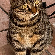 Gribouille a rejoint le concours — aidez-le/la à gagner de superbes lots ! cat, tabby_cat, yellow_eyes, striped_fur, pet, animal, feline, whiskers, ears, paws, sitting, tile_floor, curious, domestic_cat, mammal, closeup, fur_pattern, indoor, cute, alert