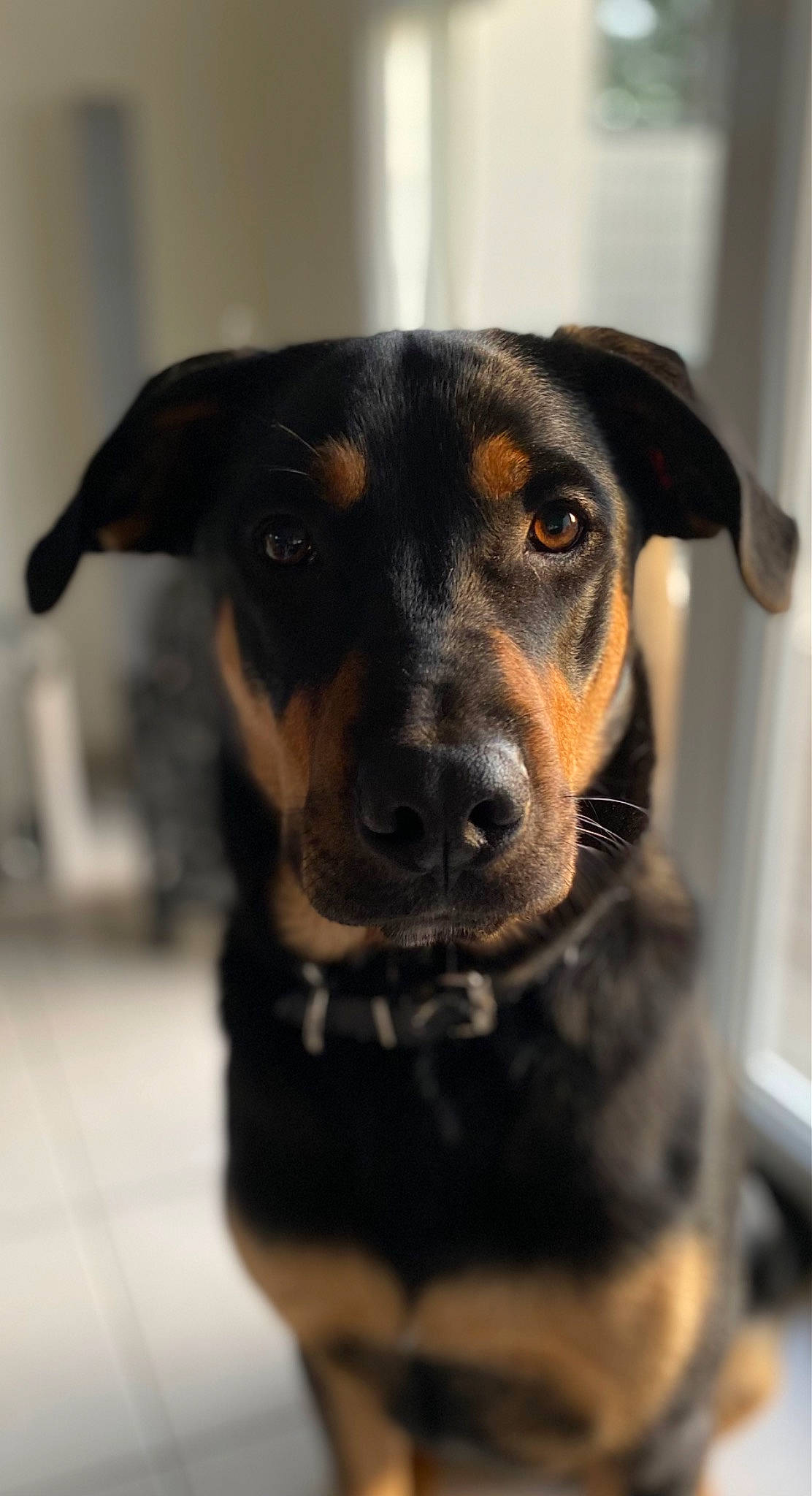 Cooper a rejoint le concours — aidez-le/la à gagner de superbes lots ! canidae, carnivore, collar, companion_dog, dog, dog_breed, ear, eye, fawn, fur, guard_dog, puppy, snout, sporting_group, terrestrial_animal, whiskers, working_animal, working_dog