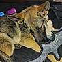 Loki is registered to the contest to win money with this photo: dog, german_shepherd, toy, plush_toy, indoor, bed, playing, hand, tattoo, leash, dark_room, white_dog, pet, animal, paw, person, furniture, cozy, relaxing, bedroom