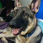 Loki joined the competition — help win amazing prizes! dog, german_shepherd, pet, indoor, bed, fur, ears, tongue, collar, animal, canine, resting, happy, looking, mammal, domestic, household, room, blanket, sleeping_area