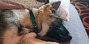 Loki is registered to the contest to win money with this photo: dog, sleeping, couch, pillow, indoor, pet, collar, relaxing, cozy, fur, animal, resting, domestic, home, blanket, floor, shoes, pattern, quiet, comfort