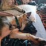 dog, sleeping, couch, pillow, indoor, pet, collar, relaxing, cozy, fur, animal, resting, domestic, home, blanket, floor, shoes, pattern, quiet, comfort