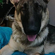 Loki joined the competition — help win amazing prizes! animal, bed, blanket, canine, close_up, companion, cozy, cute, dog, domestic_animal, ears, fur, german_shepherd, indoor, living_room, pet, portrait, relaxing, resting, tongue_out