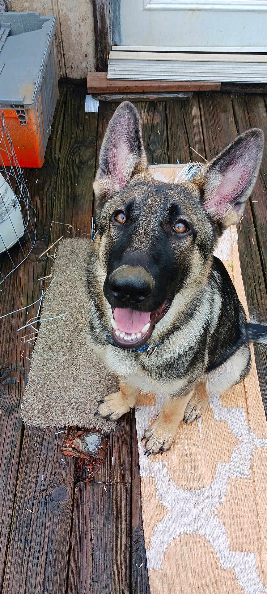 Loki joined the competition — help win amazing prizes! dog, german_shepherd, pet, animal, canine, ears, tongue, wooden_floor, rug, door, outdoor, smiling, happy, fur, collar, brown, black, sitting, looking_up, closeup