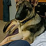 Loki joined the competition — help win amazing prizes! dog, german_shepherd, pet, indoor, bed, relaxed, canine, animal, laying_down, furniture, television, room, carpet, collar, ears_up, looking, casual, home, resting, mammal