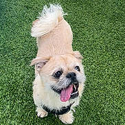 Rocky is registered to the contest to win money with this photo: dog, small_dog, happy, tongue_out, grass, outdoor, pet, canine, fluffy_tail, panting, cute, animal, nature, playful, fur, mammal, companion, friendly, alert, summer