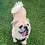 dog, small_dog, happy, tongue_out, grass, outdoor, pet, canine, fluffy_tail, panting, cute, animal, nature, playful, fur, mammal, companion, friendly, alert, summer