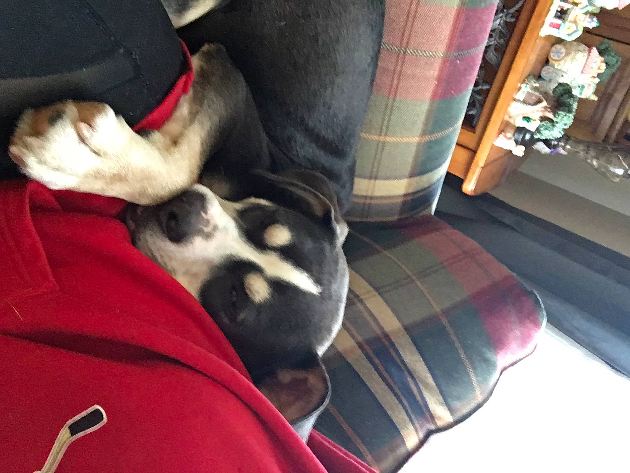 Jack is registered to the contest to win money with this photo: carmine, carnivore, comfort, companion_dog, cool, couch, dog, dog_breed, felidae, flooring, fur, human_leg, lap, linens, pattern, plaid, sitting, tartan, thigh, whiskers