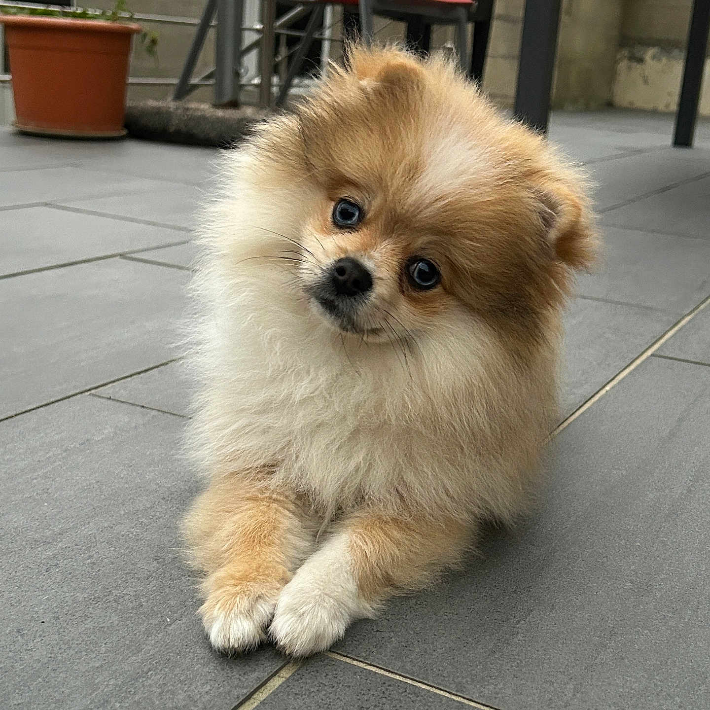 Isis a rejoint le concours — aidez-le/la à gagner de superbes lots ! animal, canine, chair, cockerspaniel, cookware, dog, furniture, indoors, interiordesign, jar, papillon, path, pet, plant, pottedplant, pottery, puppy, terrier, walkway, wood