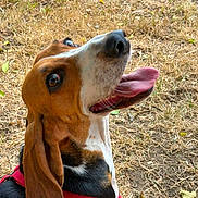 Viviane a rejoint le concours — aidez-le/la à gagner de superbes lots ! black_fur, brown_fur, closeup, dog, dry_grass, floppy_ears, friendly, grass, happy, hound, large_nose, long_snout, open_mouth, outdoor, panting, playful, portrait, red_harness, tongue, white_fur