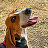 black_fur, brown_fur, closeup, dog, dry_grass, floppy_ears, friendly, grass, happy, hound, large_nose, long_snout, open_mouth, outdoor, panting, playful, portrait, red_harness, tongue, white_fur