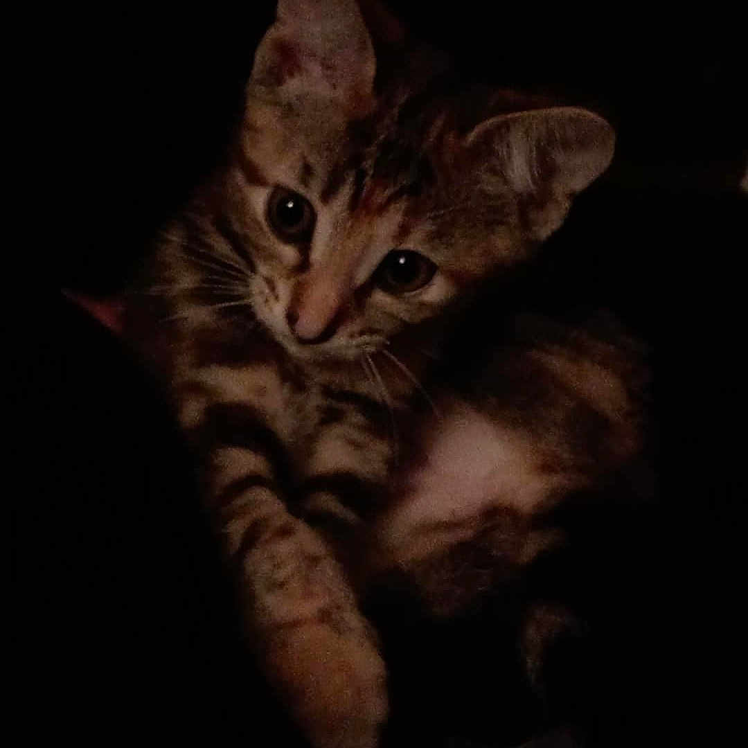 Nova joined the competition — help win amazing prizes! animal, cat, closeup, curious, cute, dark, ears, eyes, feline, fur, indoor, kitten, mammal, pet, portrait, shadow, small, tabby, whiskers, young