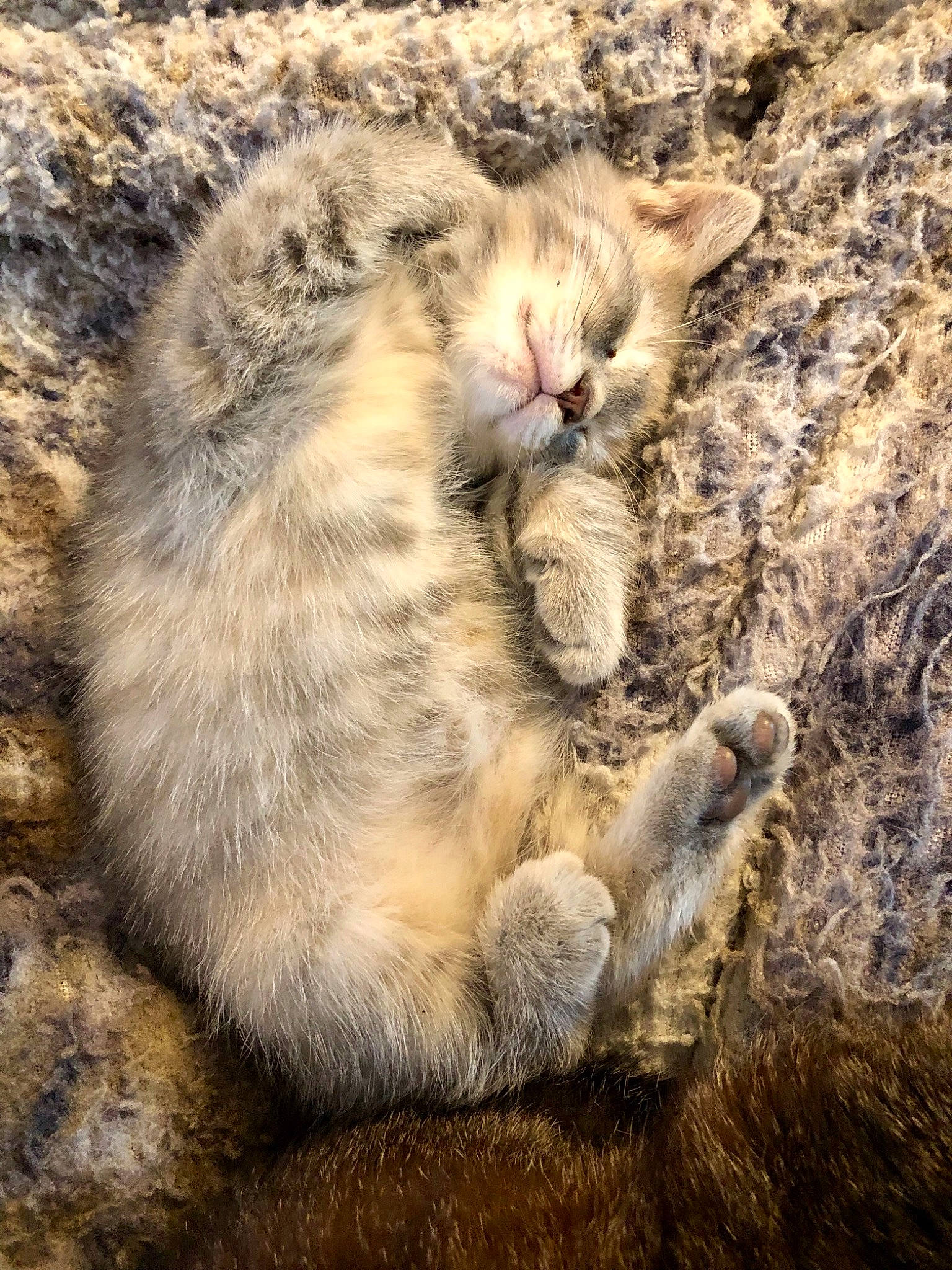 Misty is registered to the contest to win money with this photo: adaptation, beige, claw, fawn, fur, paw, skin, snout, terrestrial_animal, whiskers