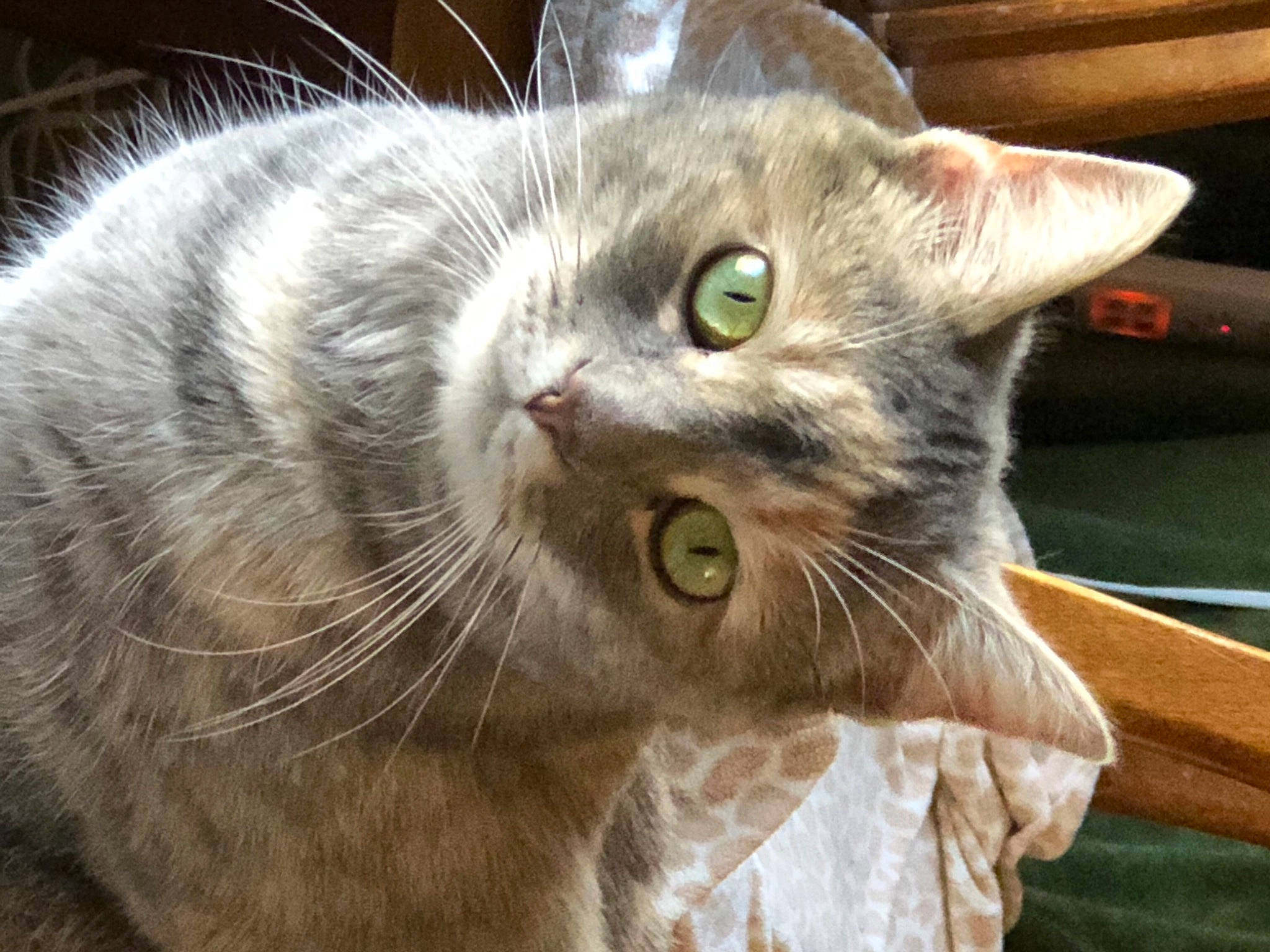 Misty is registered to the contest to win money with this photo: carnivore, cat, domestic_short_haired_cat, felidae, fur, pet_supply, small_to_medium_sized_cats, snout, tabby_cat, terrestrial_animal, vertebrate, whiskers