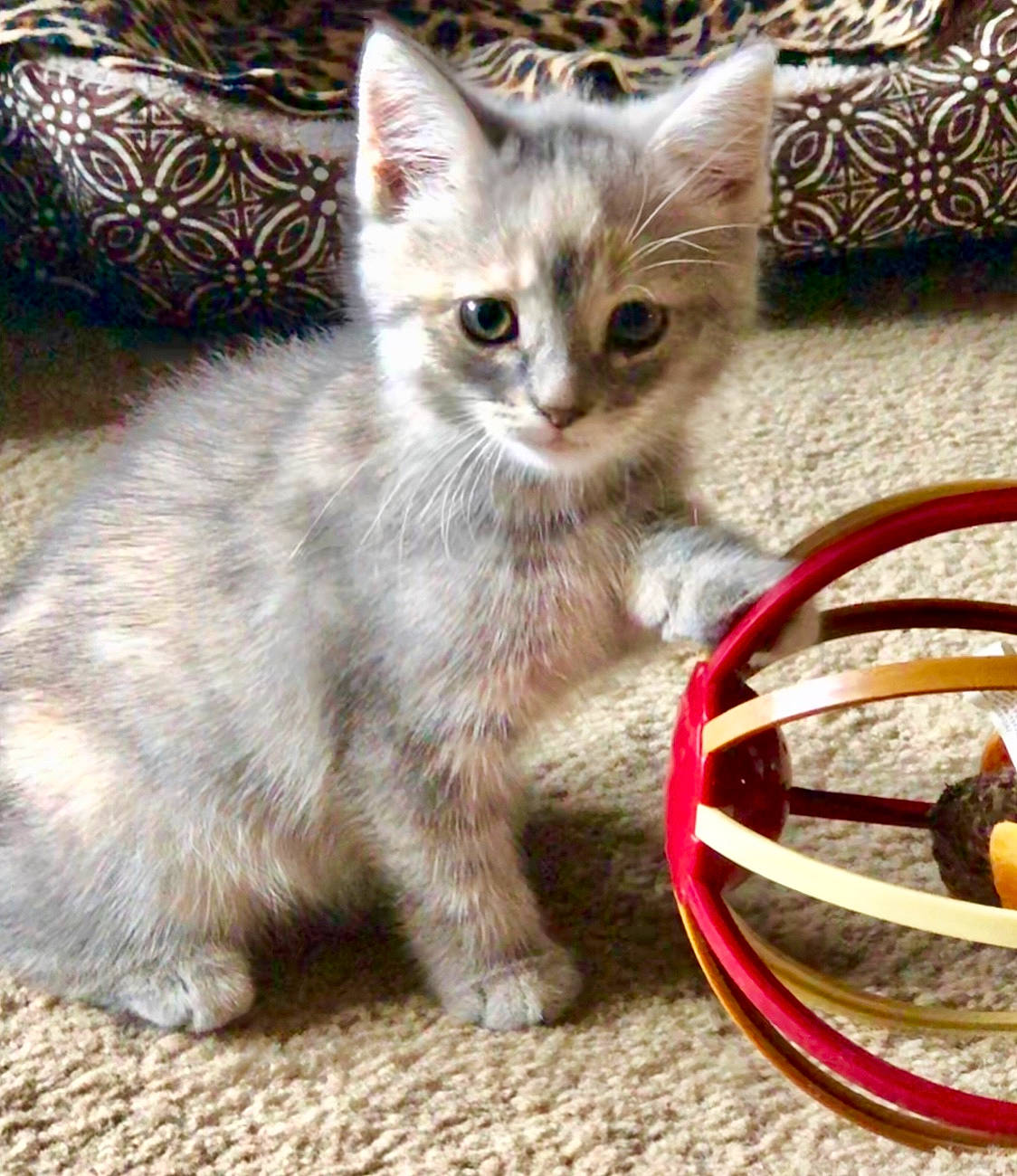 Misty joined the competition — help win amazing prizes! carnivore, cat, couch, curious, domestic_short_haired_cat, felidae, fur, home_accessories, kitten, linens, pet_supply, small_to_medium_sized_cats, snout, vertebrate, whiskers