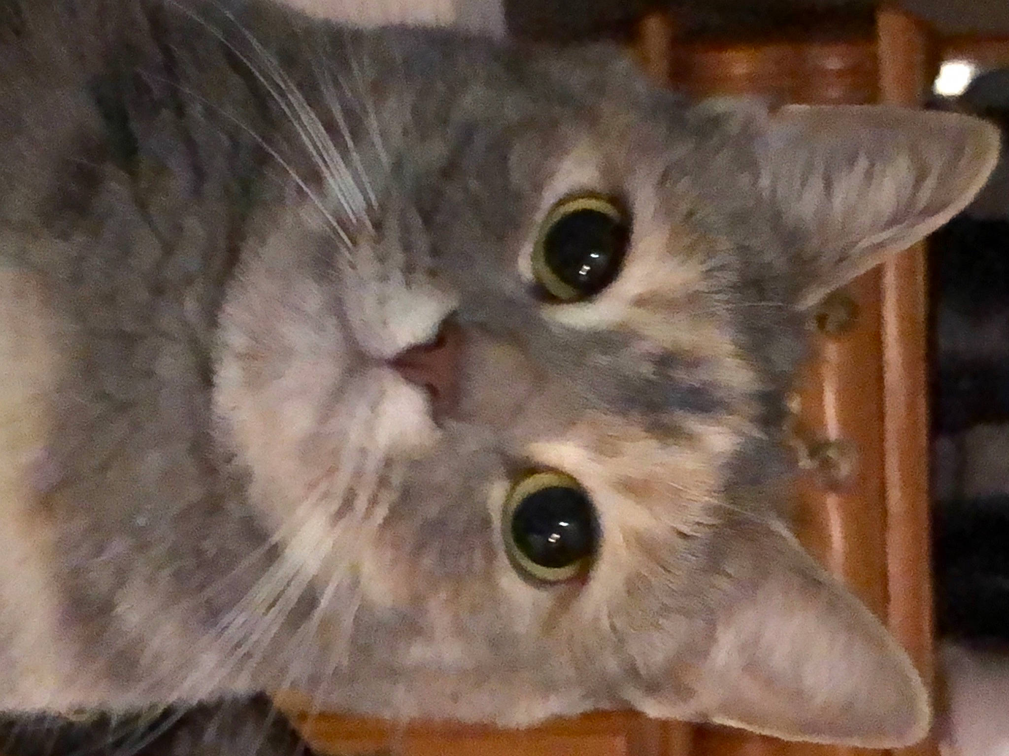 Misty joined the competition — help win amazing prizes! beige, carnivore, cat, close_up, curious, domestic_short_haired_cat, fawn, felidae, fur, grey, iris, pet_supply, skin, small_to_medium_sized_cats, snout, tabby_cat, vertebrate, whiskers