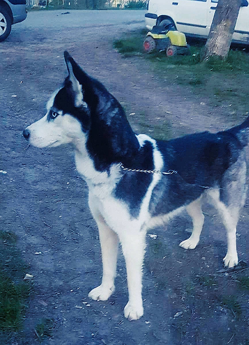 Snow participe au concours pour gagner de l'argent avec cette photo : alaskan_klee_kai, alaskan_malamute, canaan_dog, canidae, carnivore, dog, dog_breed, east_siberian_laika, greenland_dog, mammal, miniature_siberian_husky, native_american_indian_dog, sakhalin_husky, seppala_siberian_sleddog, siberian_husky, sled_dog, tail, vertebrate, west_siberian_laika, working_dog