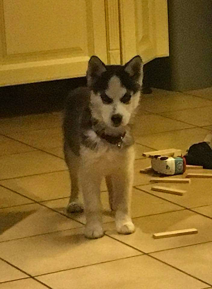 Snow a rejoint le concours — aidez-le/la à gagner de superbes lots ! alaskan_klee_kai, alaskan_malamute, canadian_eskimo_dog, canidae, carnivore, dog, dog_breed, east_siberian_laika, mammal, miniature_siberian_husky, native_american_indian_dog, puppy, rare_breed_dog, sakhalin_husky, siberian_husky, sled_dog, snout, tamaskan_dog, vertebrate, wolfdog