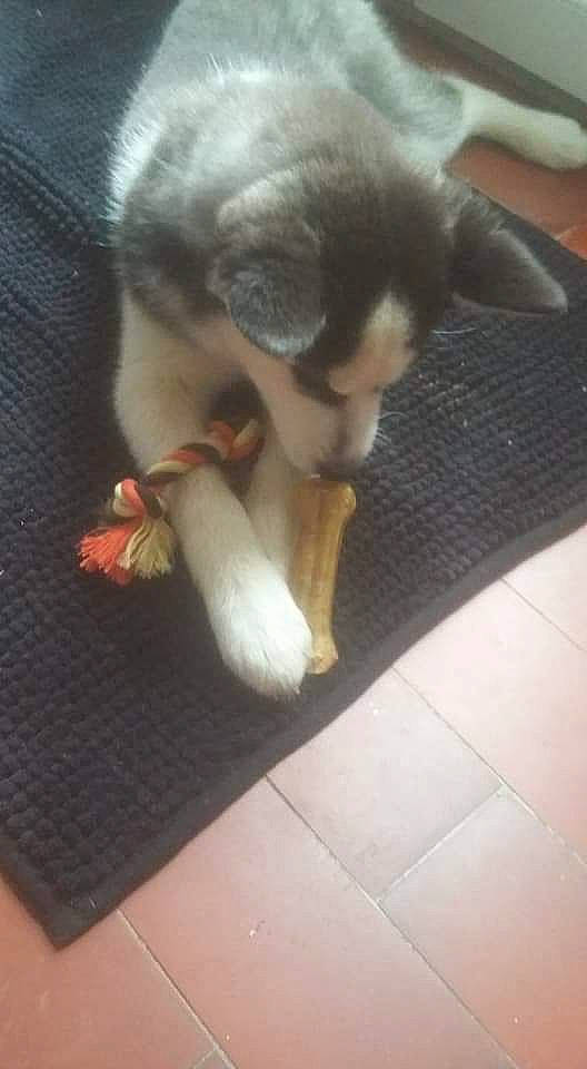 Snow a rejoint le concours — aidez-le/la à gagner de superbes lots ! canidae, carnivore, cat, dog, dog_breed, fawn, felidae, german_shepherd_dog, nose, puppy, siberian_husky, snout, tail